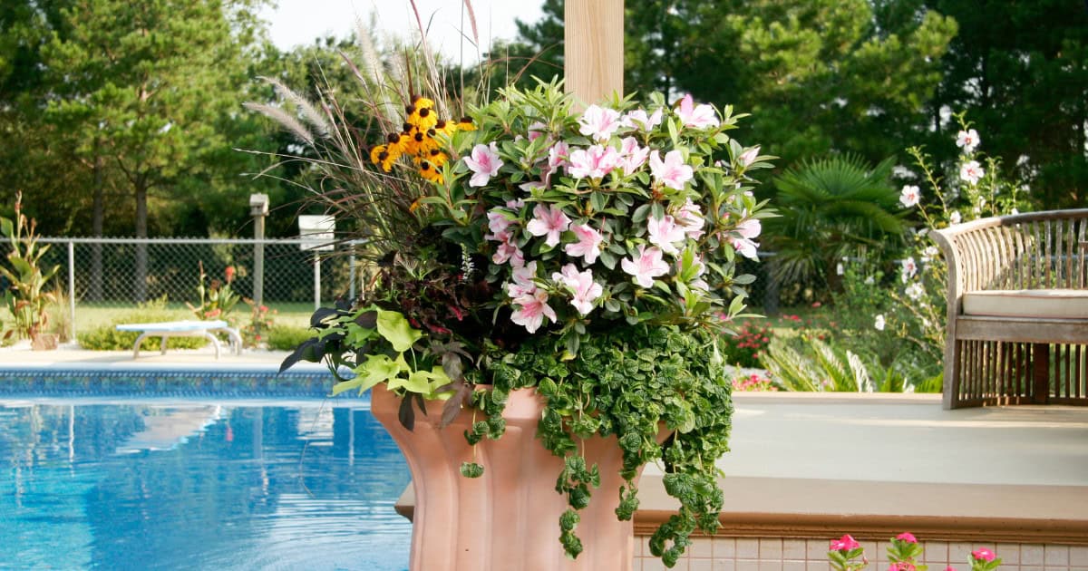 Create your own Encore Azalea Container Garden!