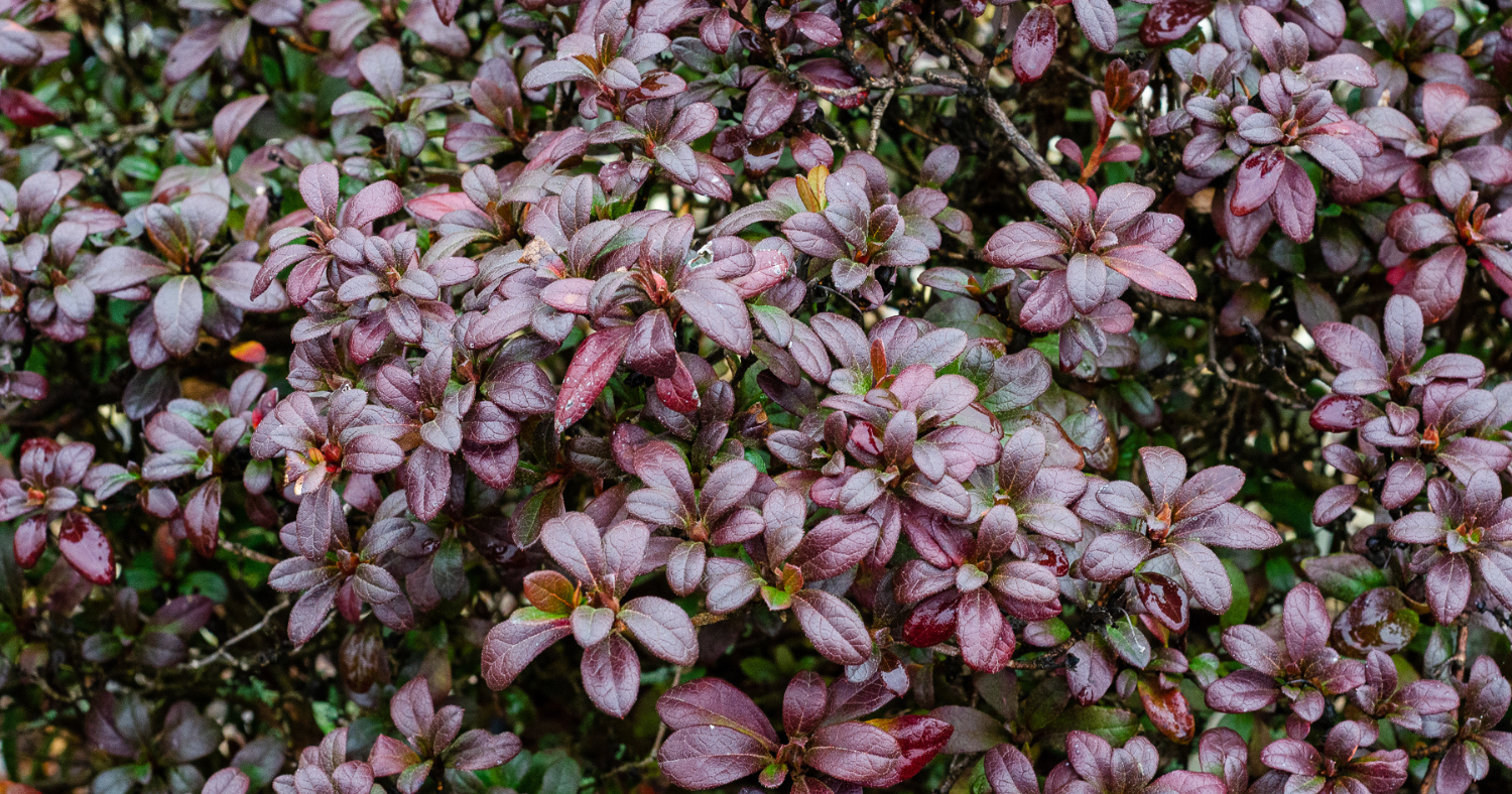 Evergreen Azaleas: Do Encore Azaleas Lose Their Leaves?