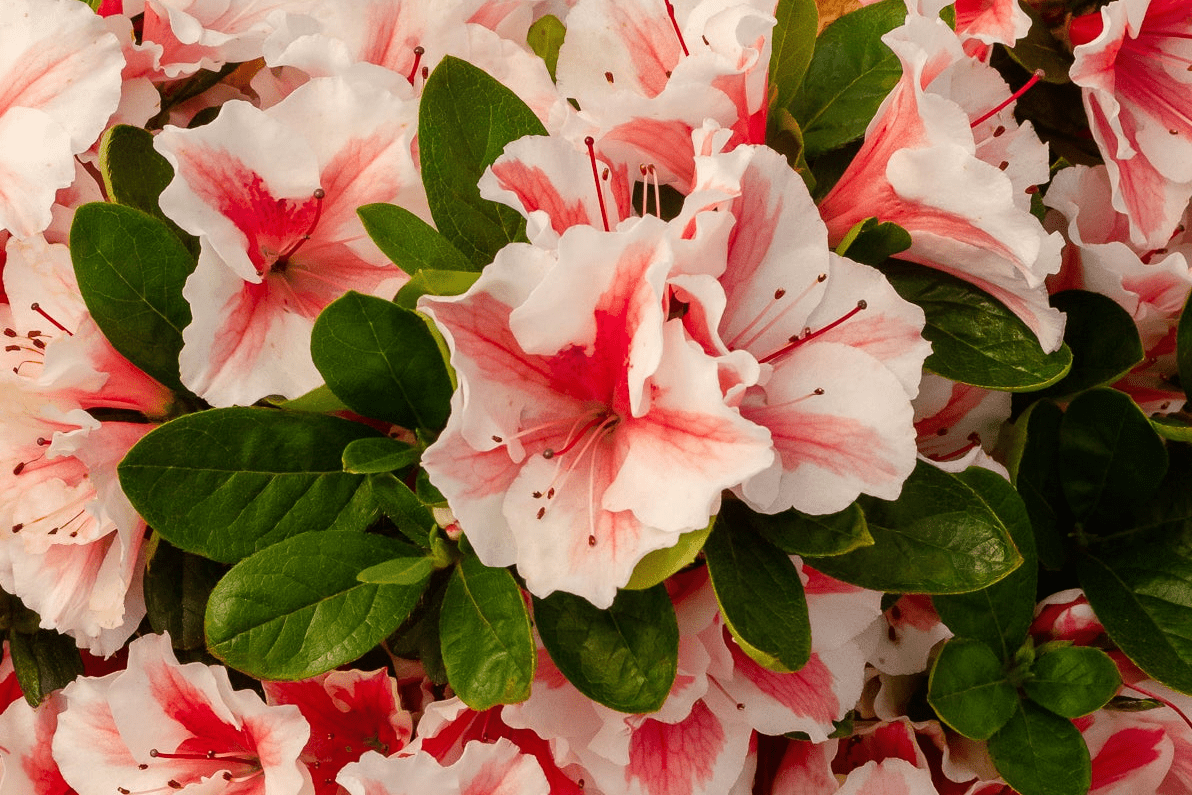 Azaleas by Color