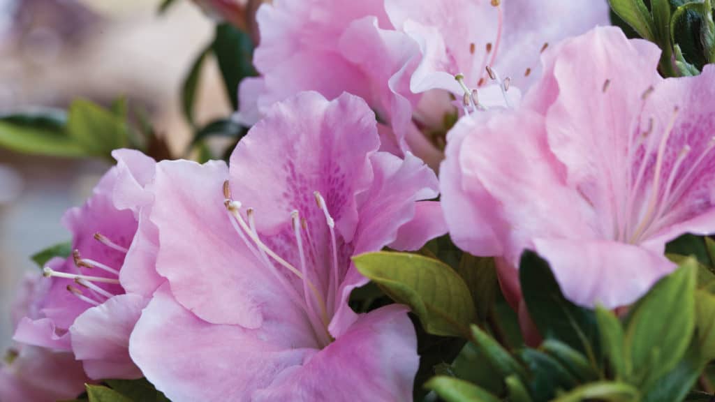 Azaleas by Size