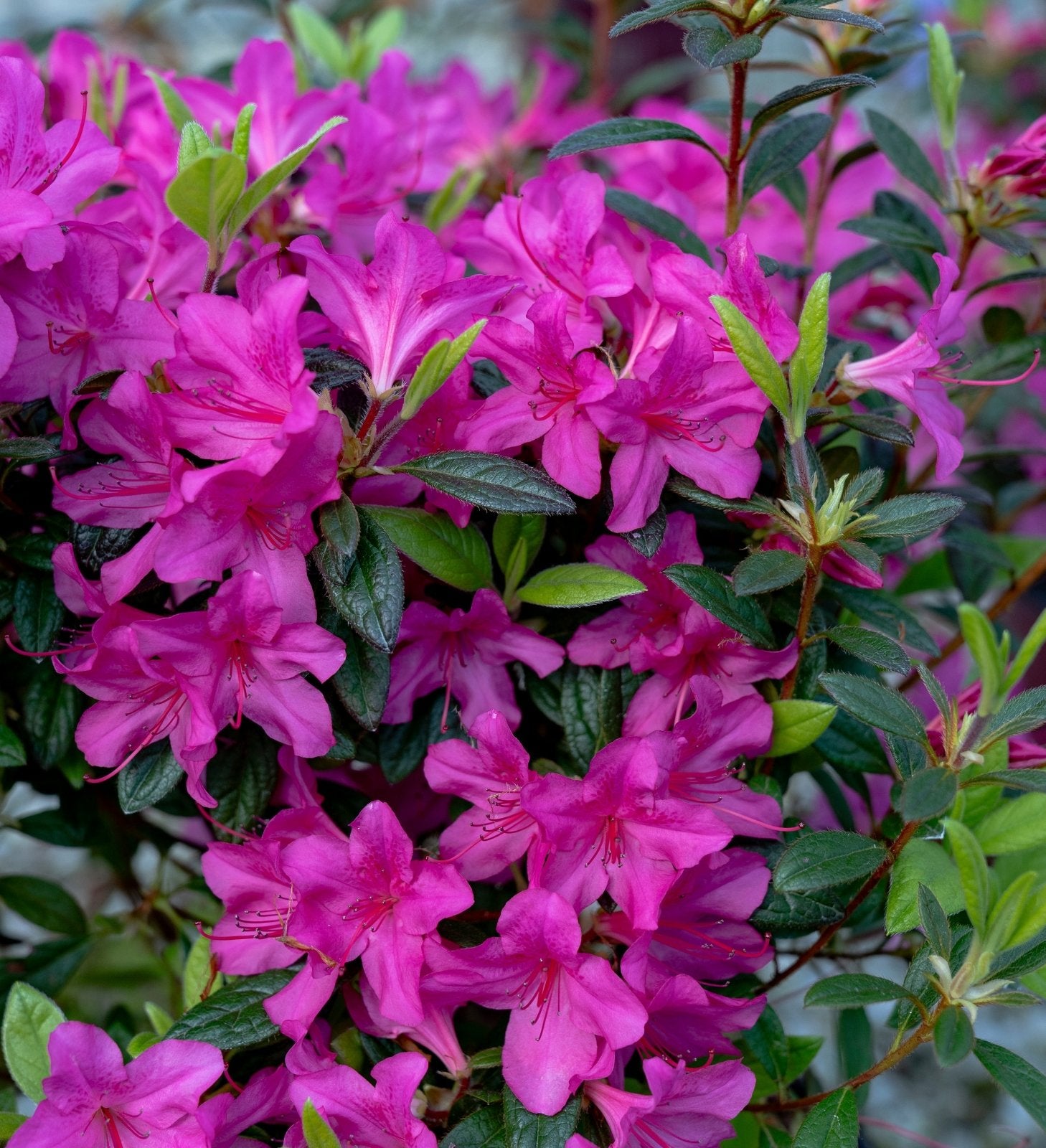 Large amounts of purple Encore Autumn Amethyst flowers