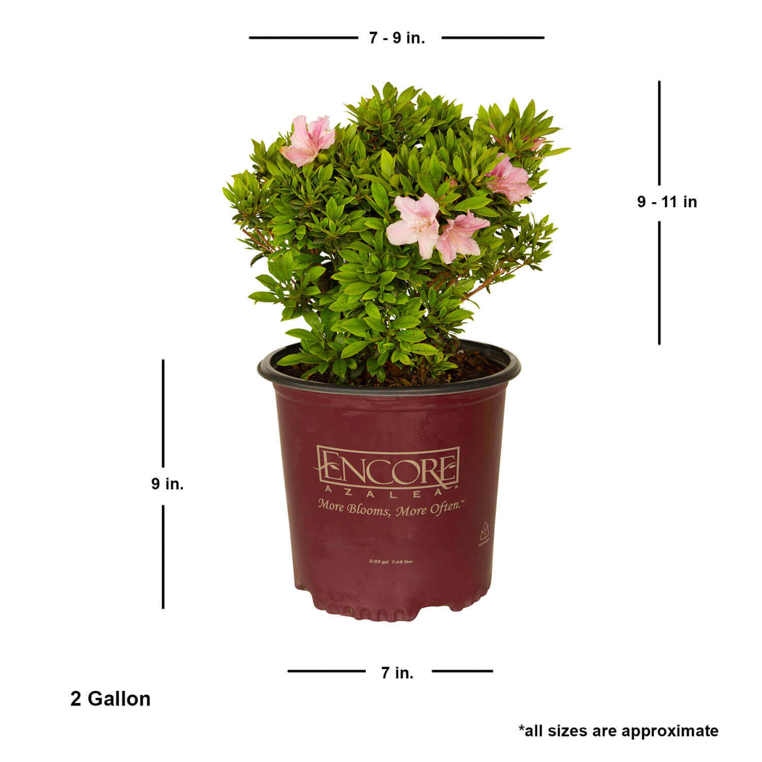 2 Gallon Encore Azalea Autumn Sweetheart for sale with shipped plant dimensions. buy encore azalea sweetheart for sale online average size live plant shipped