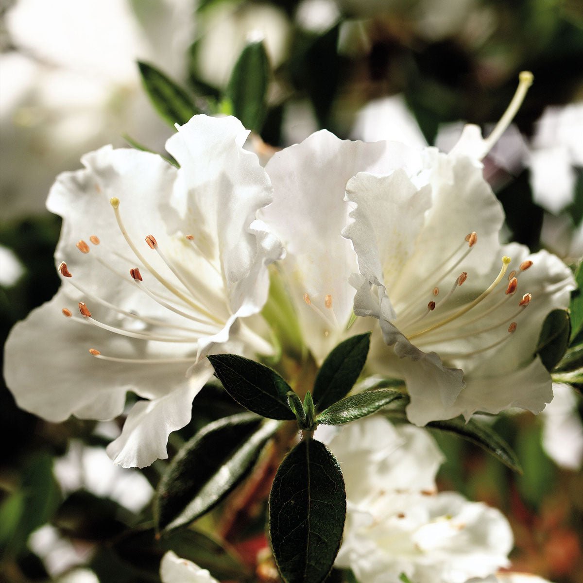 Group of white azalea flowers from Encore Azalea Autumn Angel