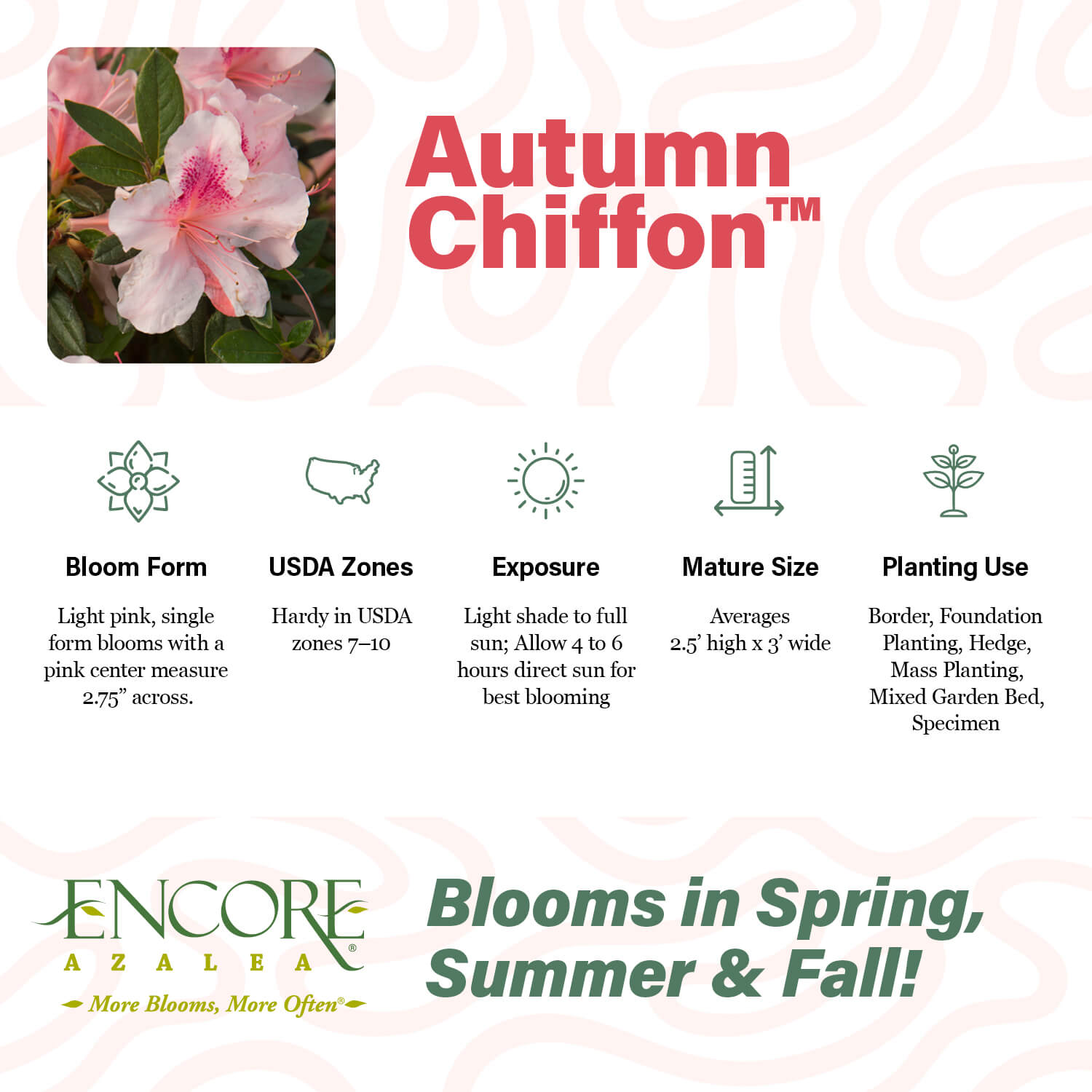 Autumn Chiffon™