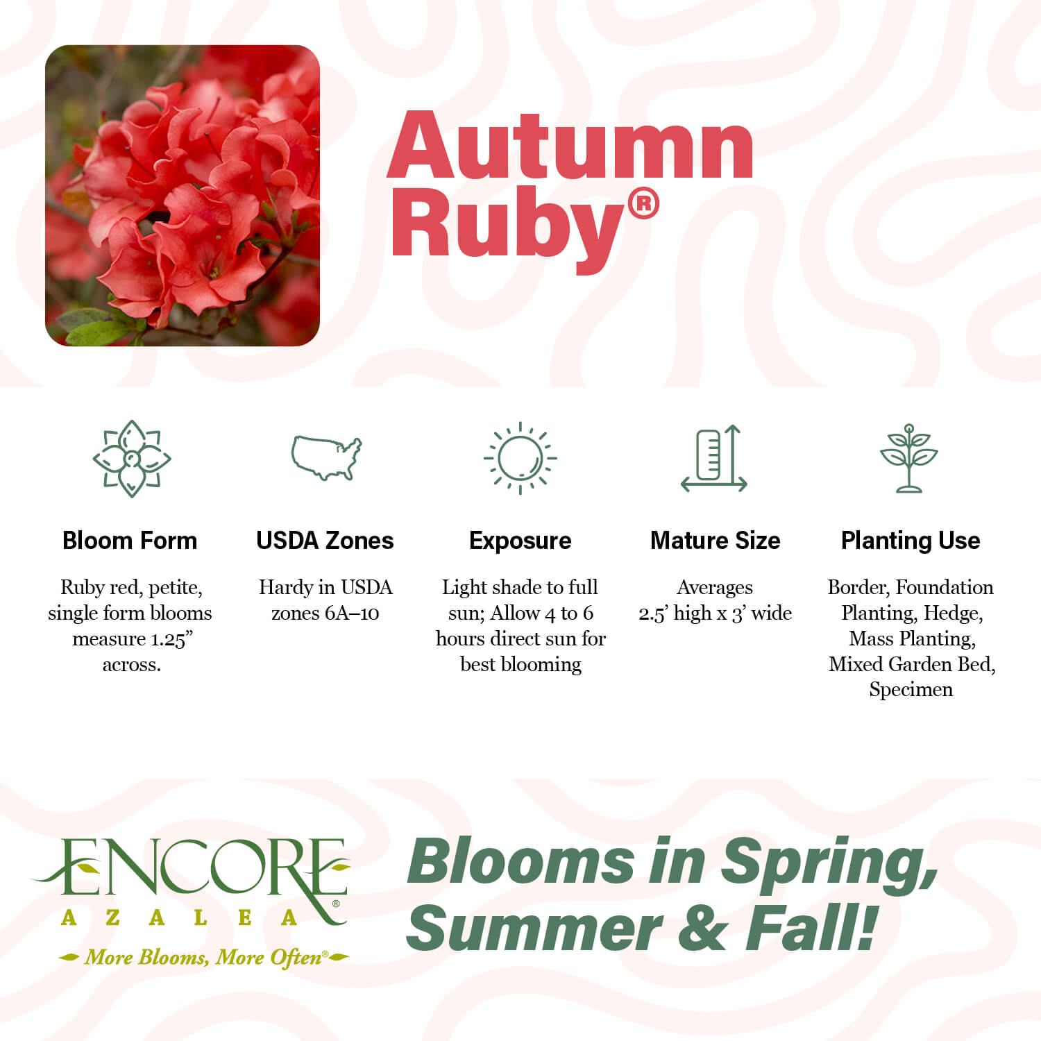 Autumn Ruby Encore Azalea Fact Sheet