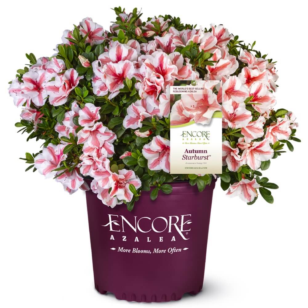 Potted Encore Azalea Autumn Starburst azalea plant with pink and white flowers and a visible Encore label.