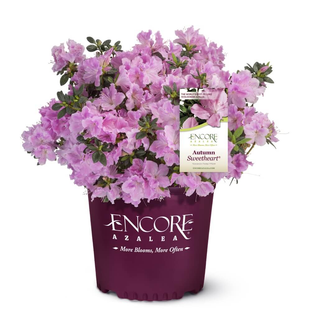 Potted Sweetheart encore azalea plant with pink flowers and a visible brand label on a white background