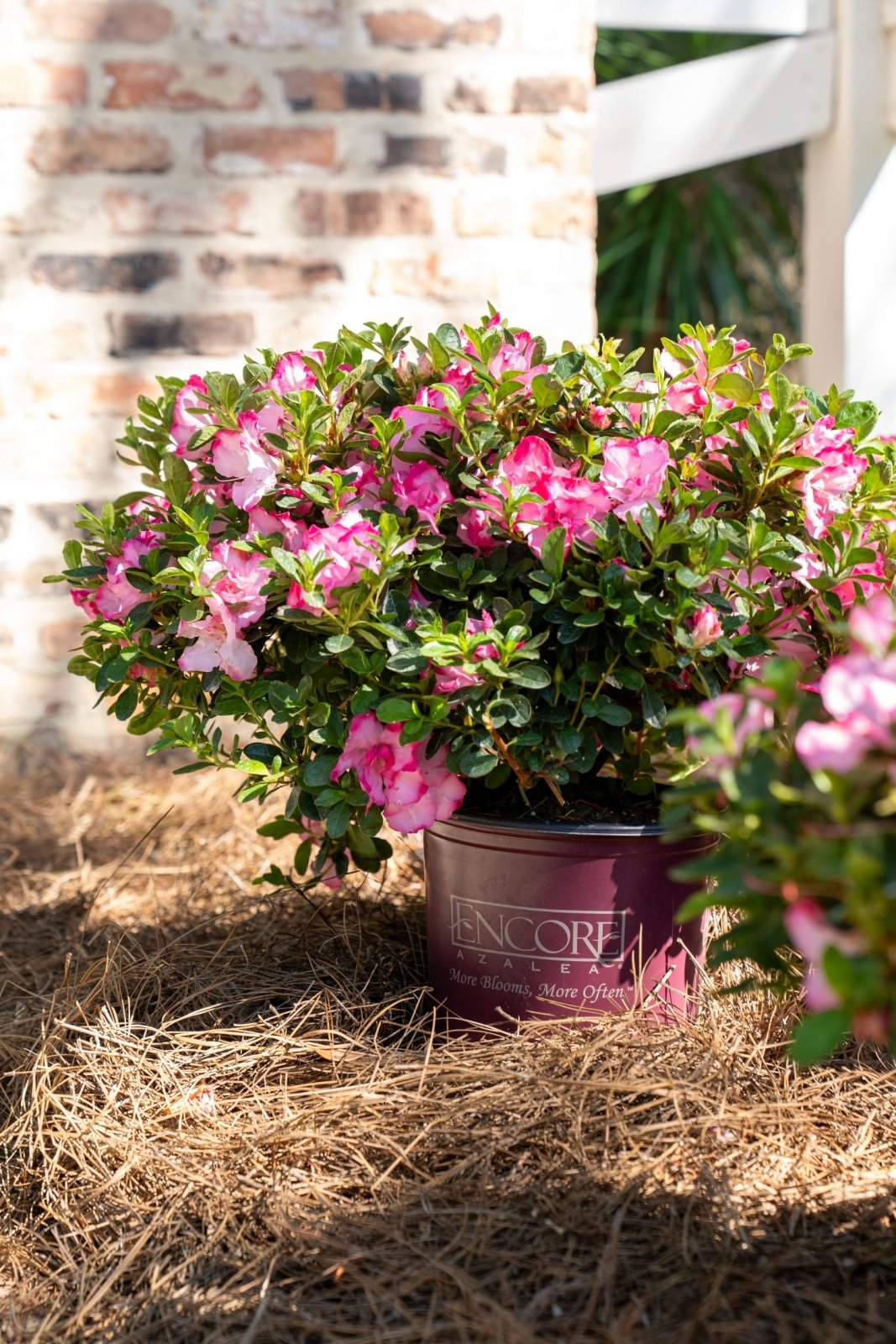 Autumn Kiss in Encore Azalea brand pot with pink flowers on a pine straw surface with a brick wall background