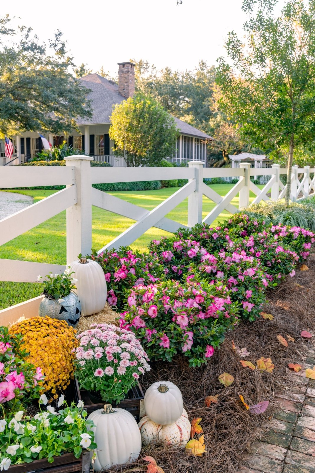 Garden with Autumn Kiss pink flowers, pumpkins, and a white fence in the background.