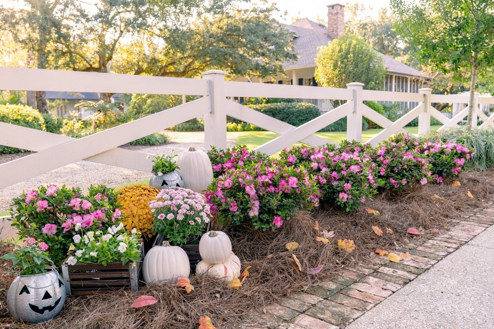 Decorative garden with Encore Azalea Autumn Kiss pumpkins, flowers, and a white fence in the background.