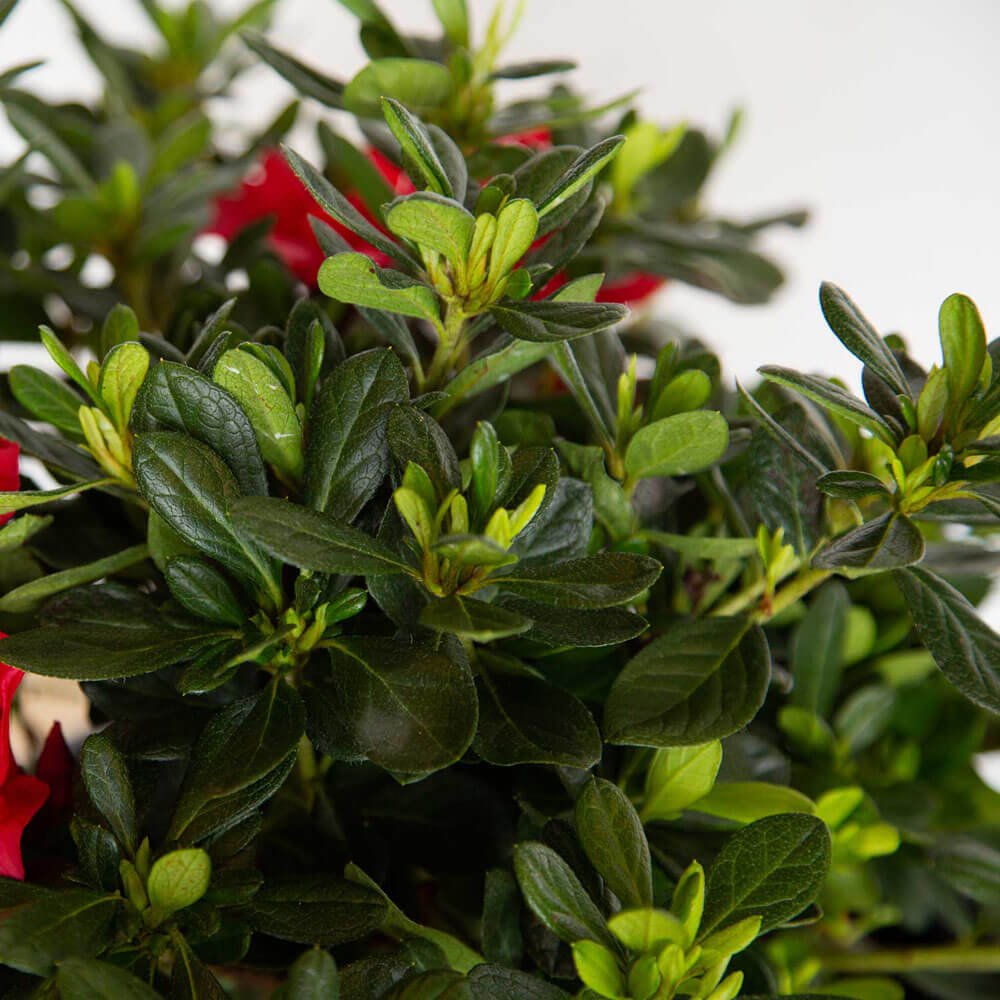 encore azaleas for sale autumn bonfire red flowers