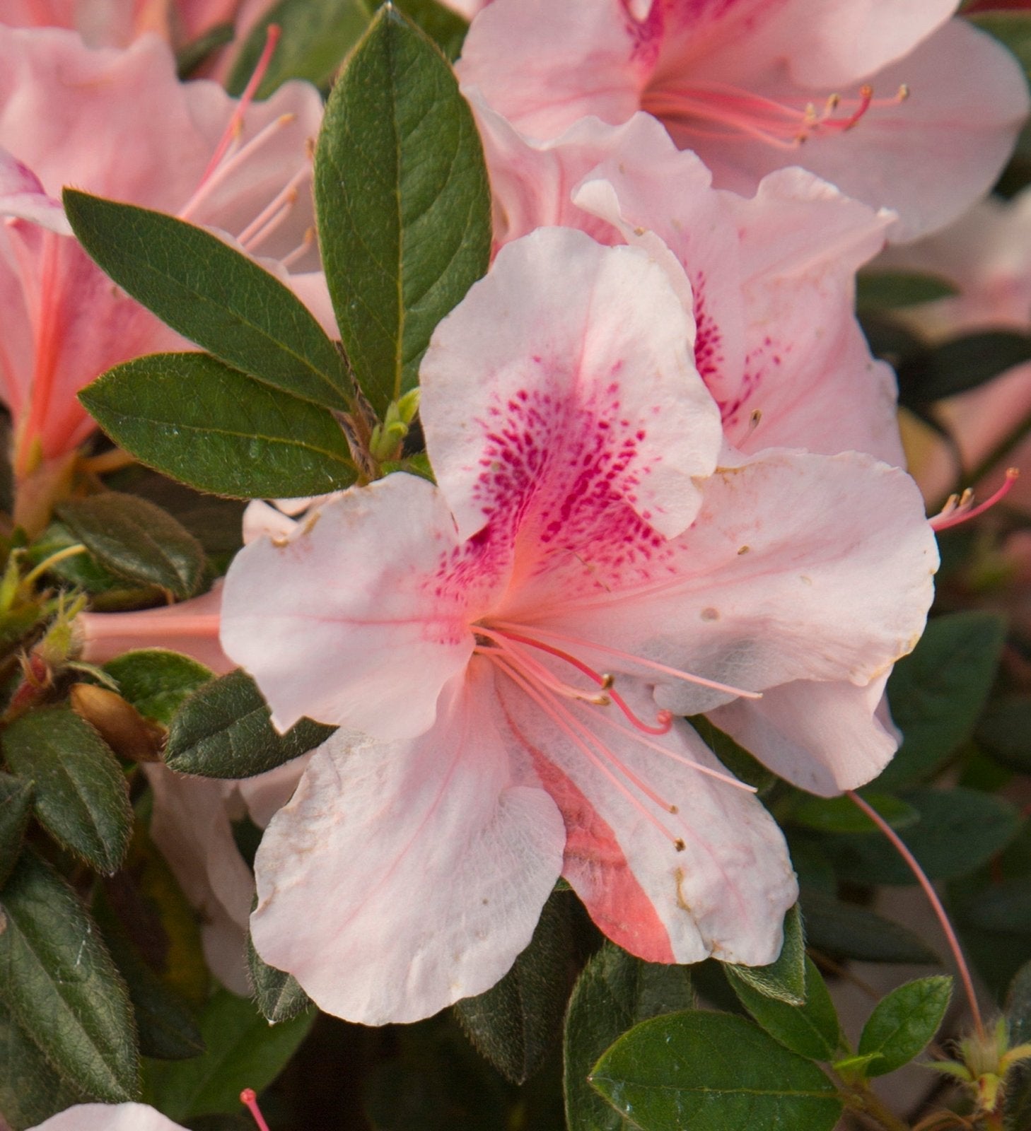 Close-up of Encore Azalea Autumn Chiffon bi color white and pink azalea flower with green leaves