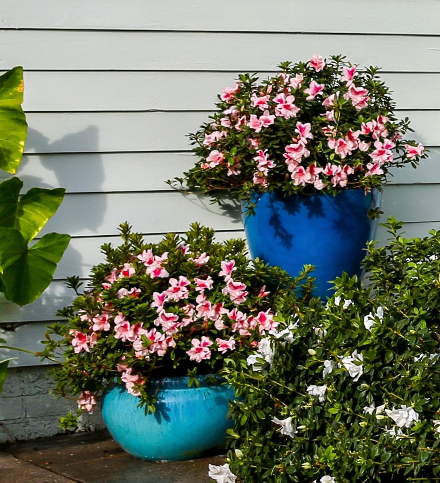 Two blue pots with pink flowering Encore Azalea Autumn Chiffon plants against a light gray wall.