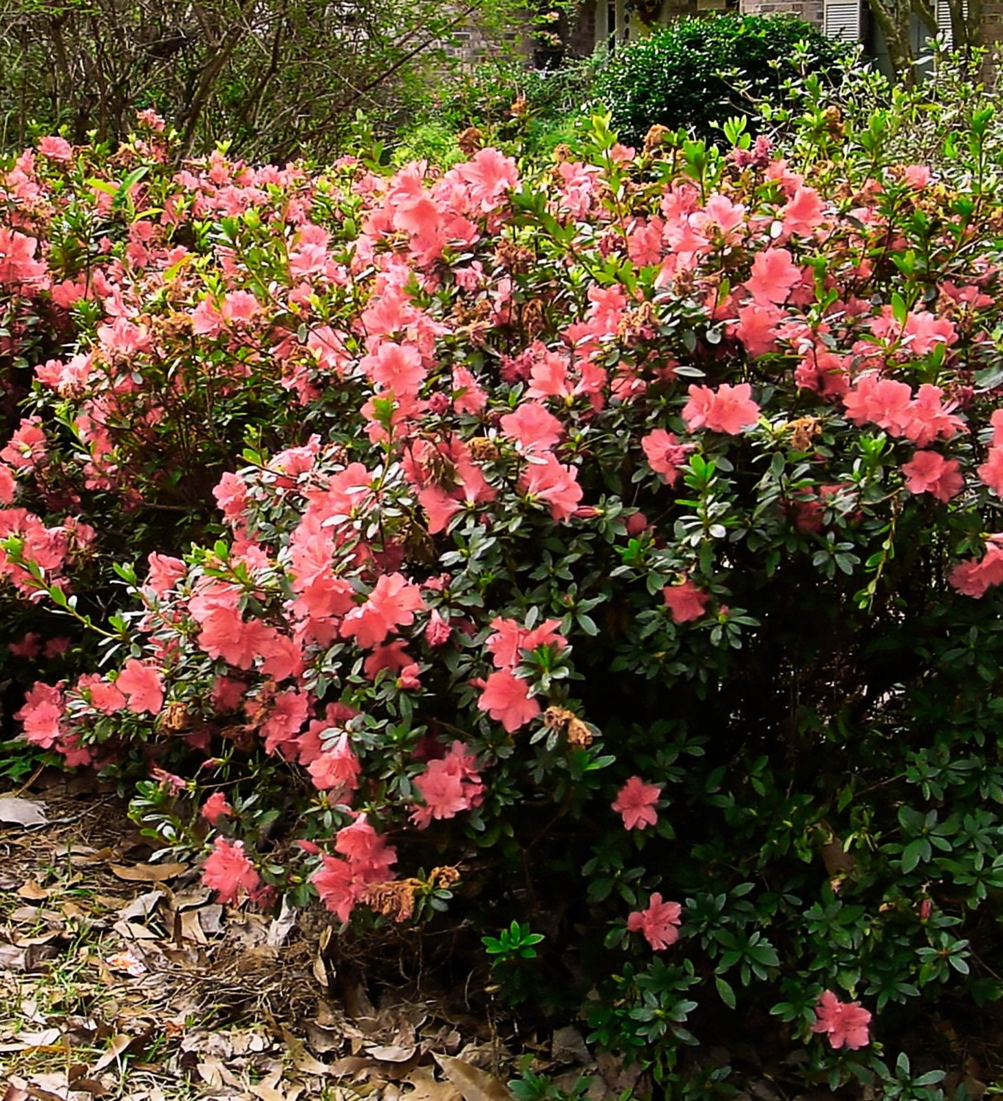 Encore Azalea Autumn Coral Bush with pink flowers with green leaves in a garden setting