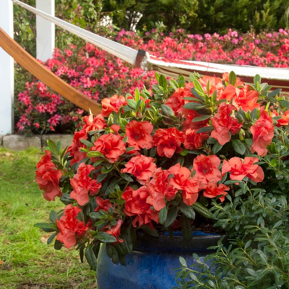 Potted red flowering Encore Azalea Autumn Embers plant with a garden background