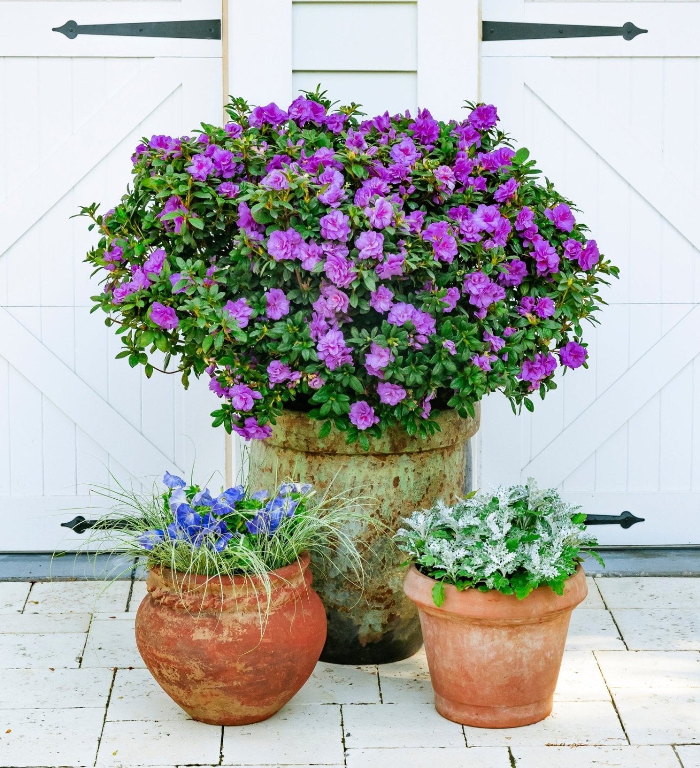 Three potted plants with purple, blue, and white flowers in front of a white wooden door.