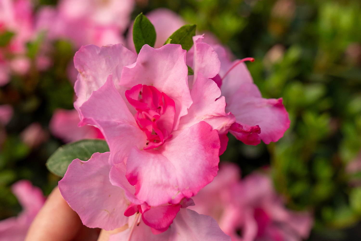 Close-up of a pink flowers from Autumn Kiss with green leaves against a blurred natural background