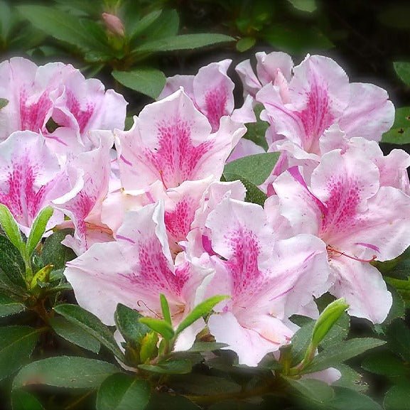 Autumn Chiffon cluster