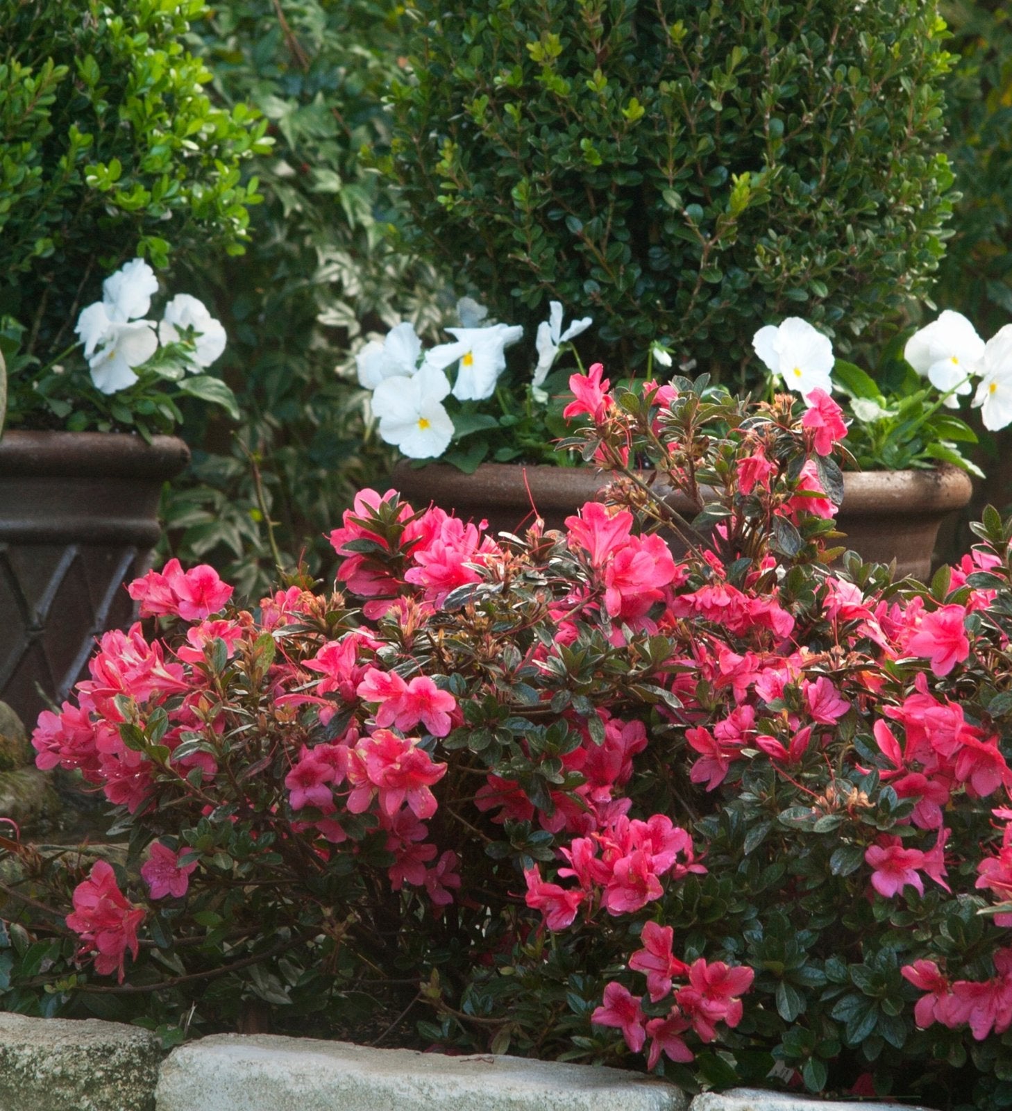 Pink blooms of Autumn Princess on a bush with containers of white flowers and boxwood behind it