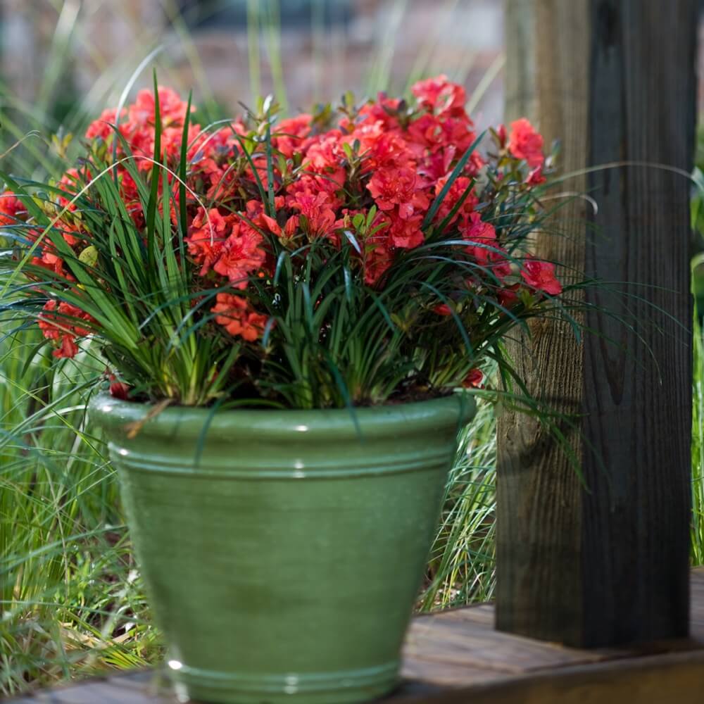 Potted plant with red flowers of an Encore Azalea Autumn Embers and green leaves on a wooden surface