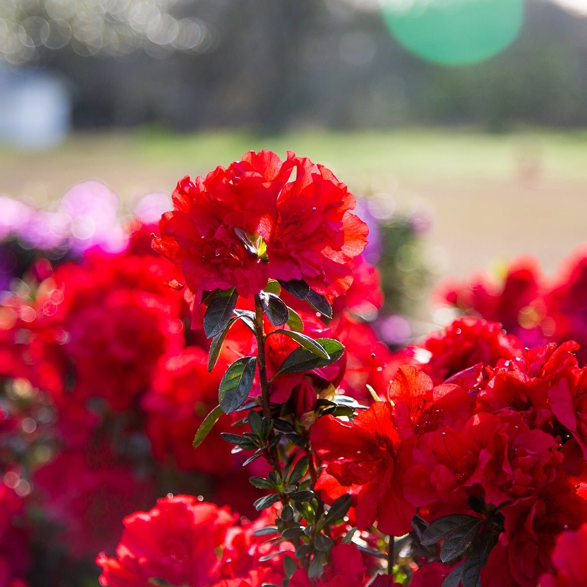Autumn Fire® | Encore Azalea