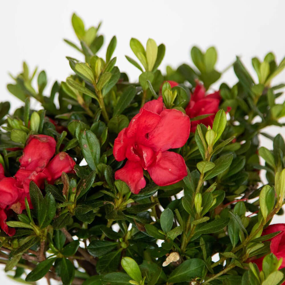encore azaleas for sale autumn bonfire red flowers