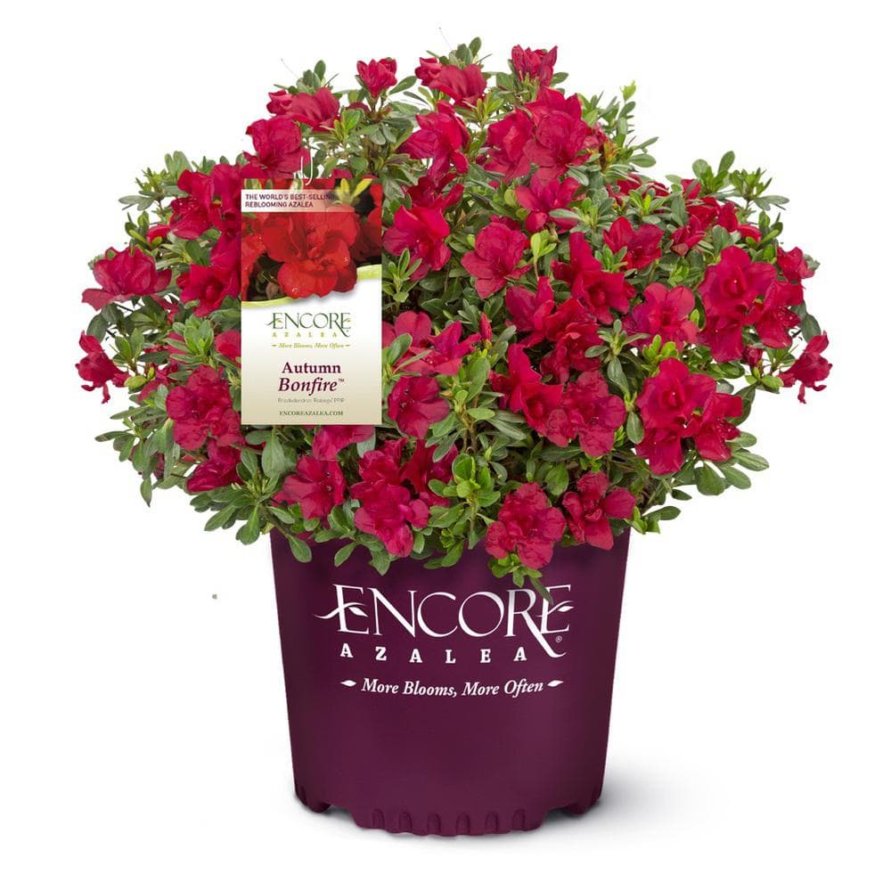 Red Encore Azalea Bonfire for sale in Full Spring bloom with bright red azalea flowers