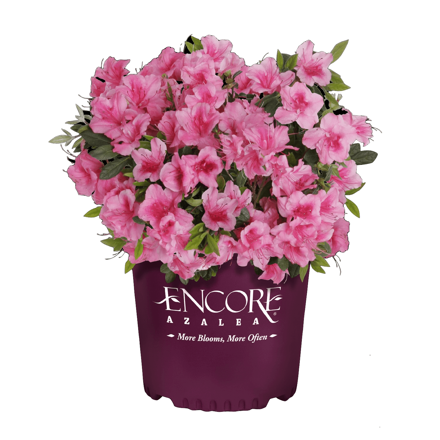 Encore Azalea Autumn Carnival with medium pink flowers flowering in a branded pot against a white background