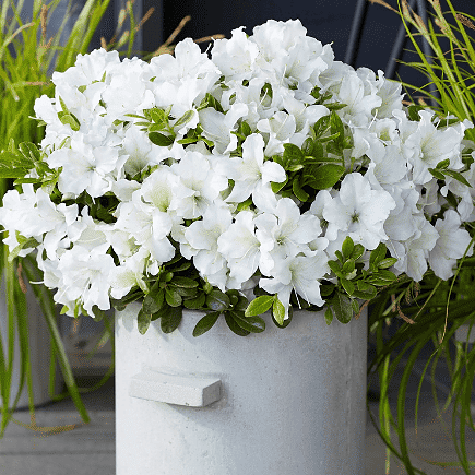 Encore Azalea Autumn Dove with white flowers blooming in a decorative white planter between other greenery