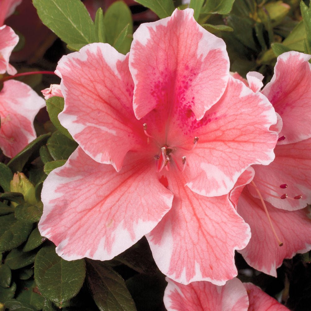 Encore Azalea Autumn Sunburst pink flower