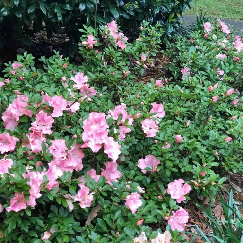 pink encore azalea autumn sweetheart flowers planted in a landscape for sale online