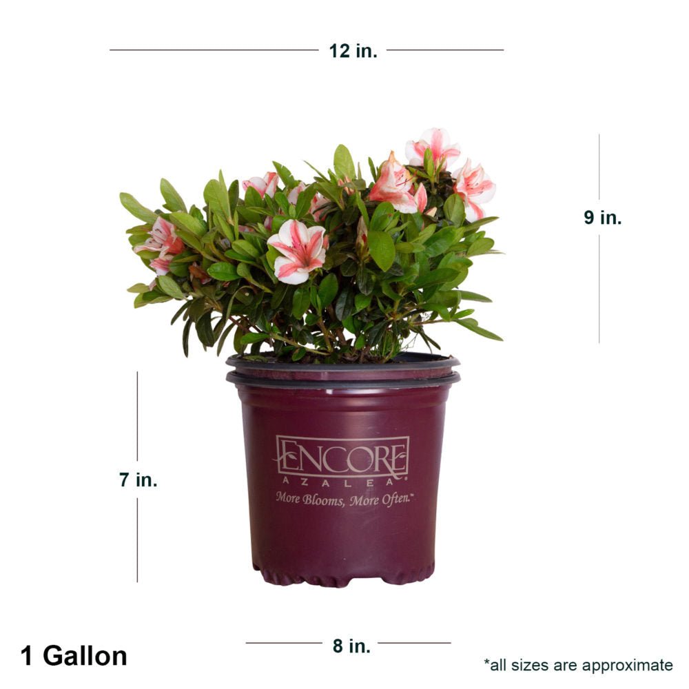 1 Gallon Encore Autumn Starburst in purple Encore container showing dimensions