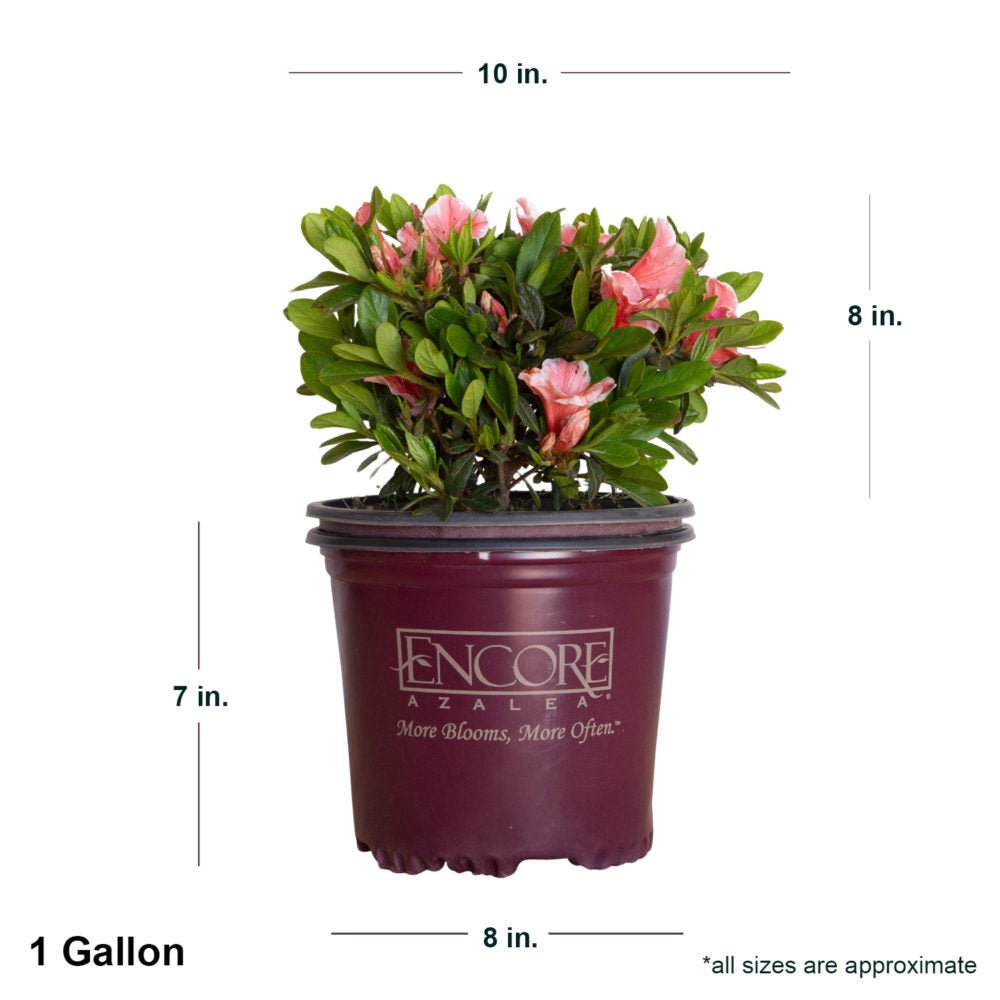 1 Gallon Encore Autumn Sunburst in purple Encore container showing dimensions