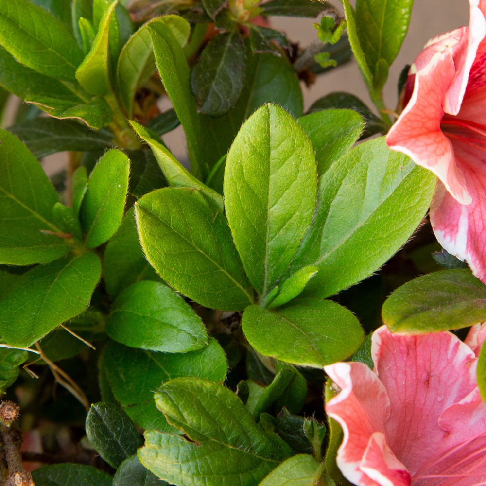 Encore Autumn Sunburst foliage