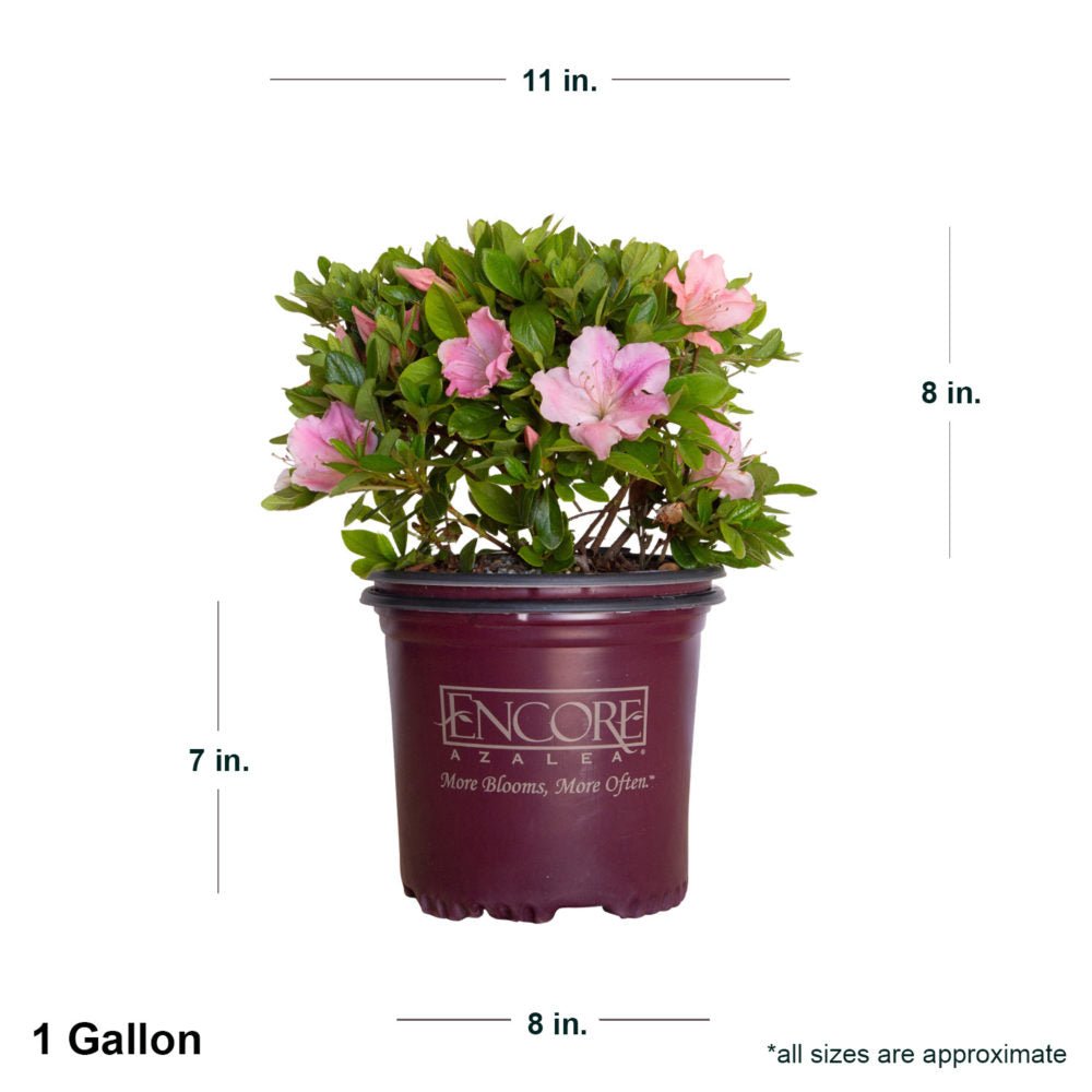 1 Gallon Encore Azalea Autumn Sweetheart with shipped plant dimensions in purple Encore container. Ships at approx 8 inches tall by 11 inches wide