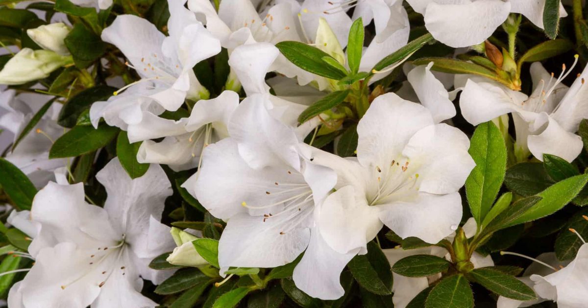 Achieve Cool Vibes With White Azaleas Encore Azalea