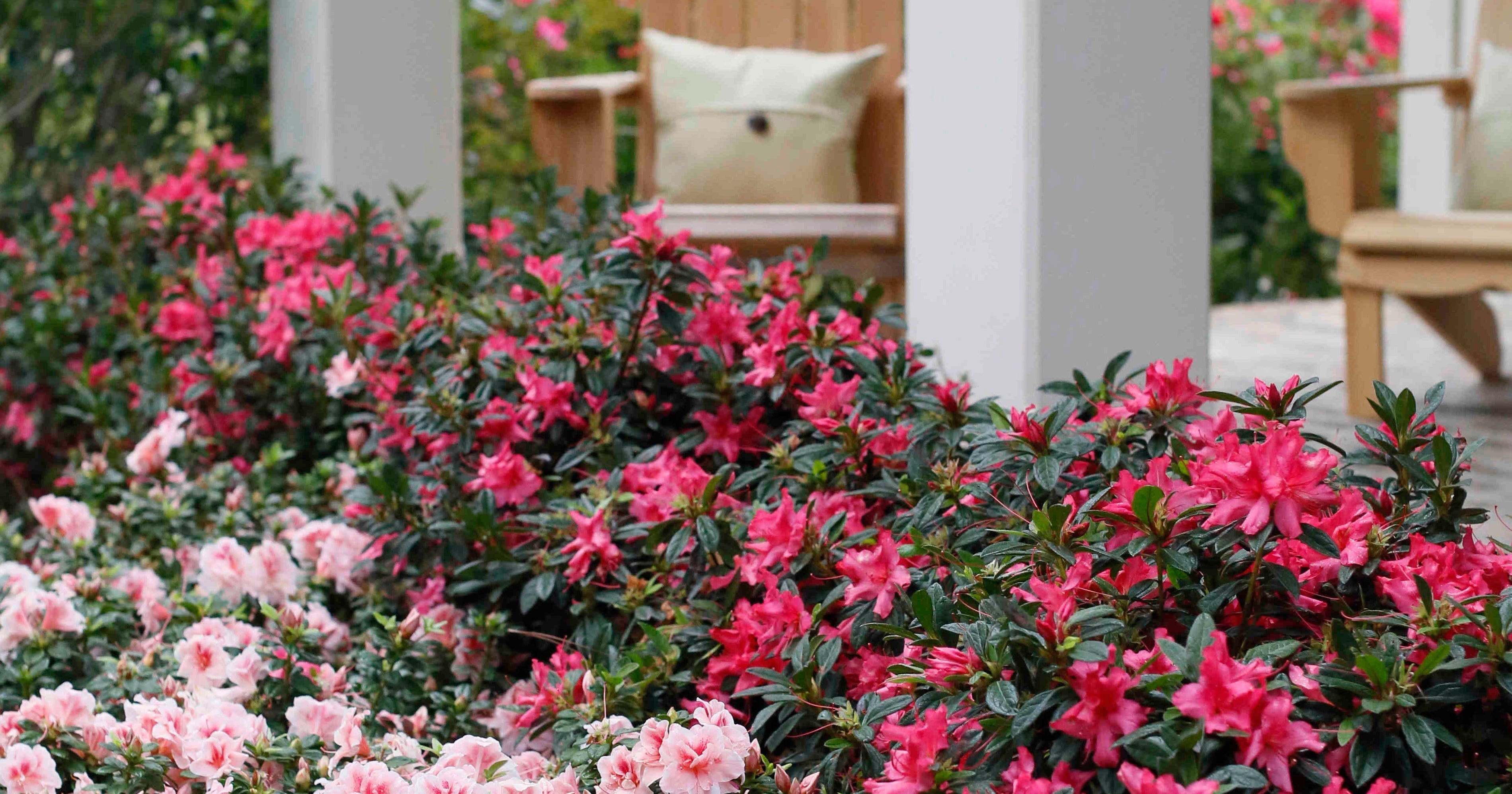 Azalea Bush Flower Colors