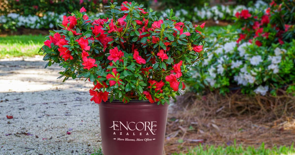 Plant Your Masterpiece with Encore Azaleas | Encore Azalea
