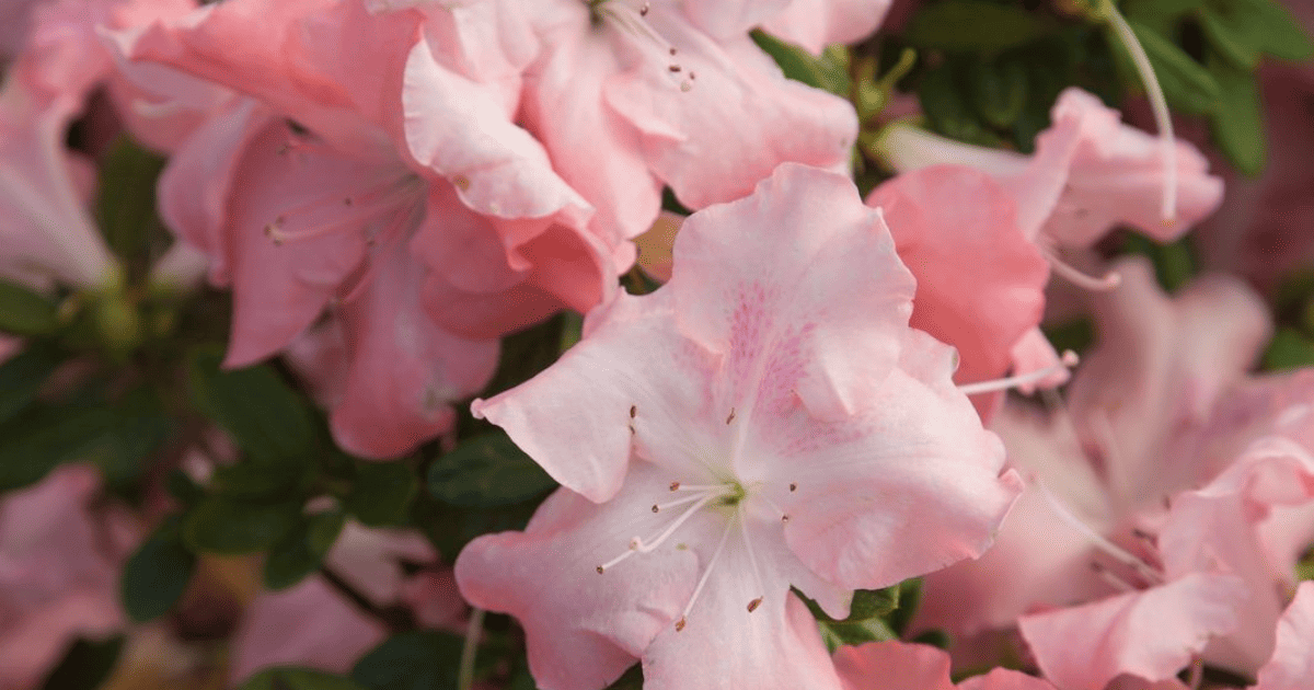 A close up of pink flowers on an azalea.