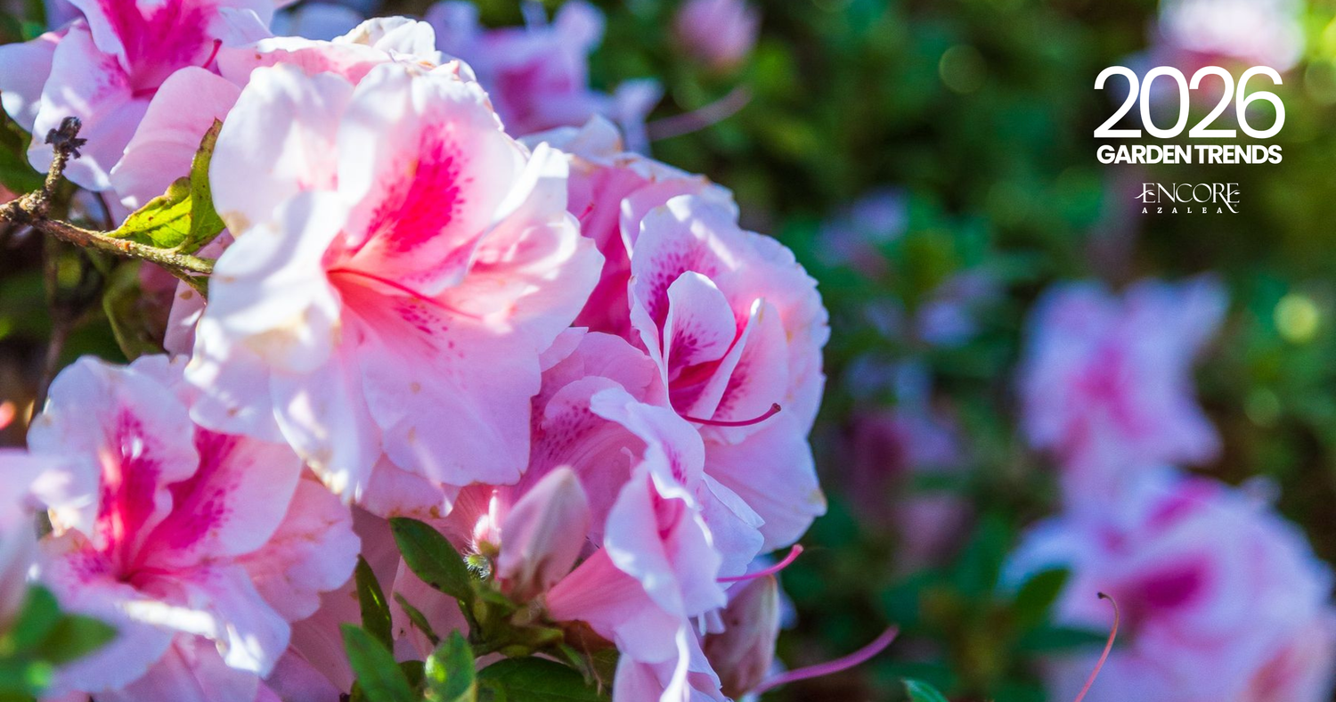 Encore Azalea 2026 Garden Trends Unveiled