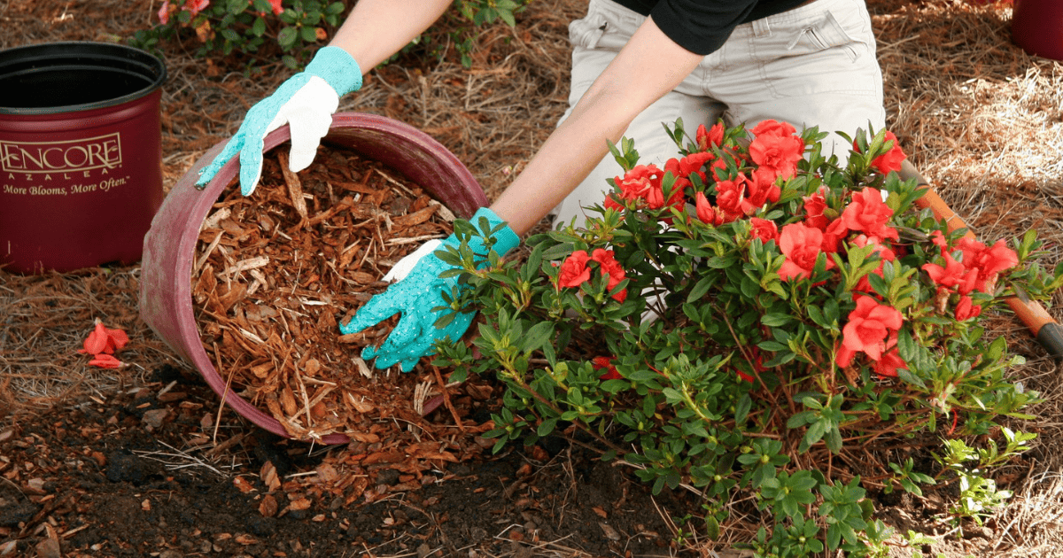 Discover the Benefits of Planting Encore Azaleas in Fall