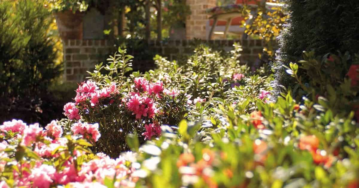 Mature landscape of pink Encore Azaleas