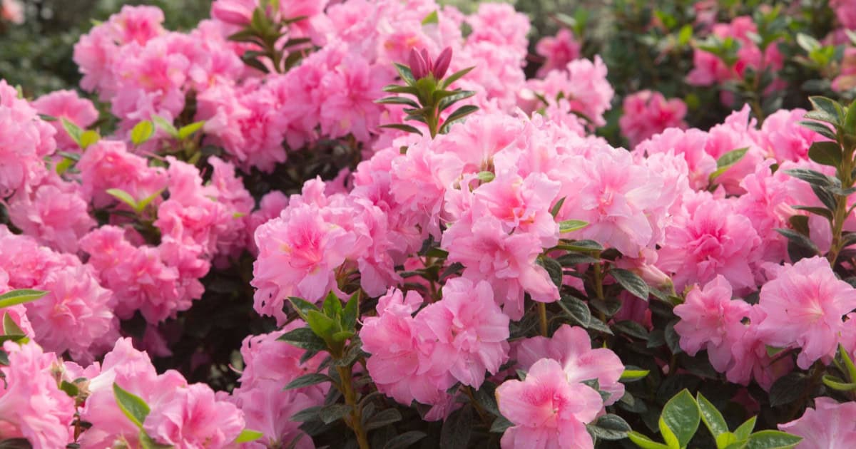 Pink Azalea Blooming Flowers