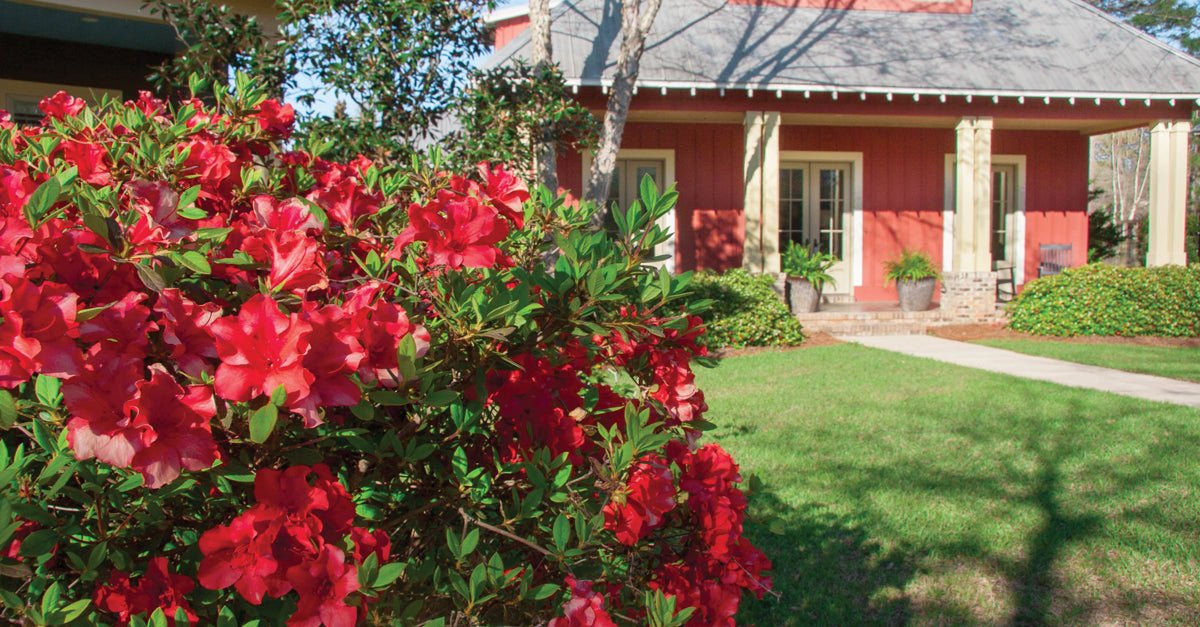 Red flowering Encore Azaleas in side yard of peach house