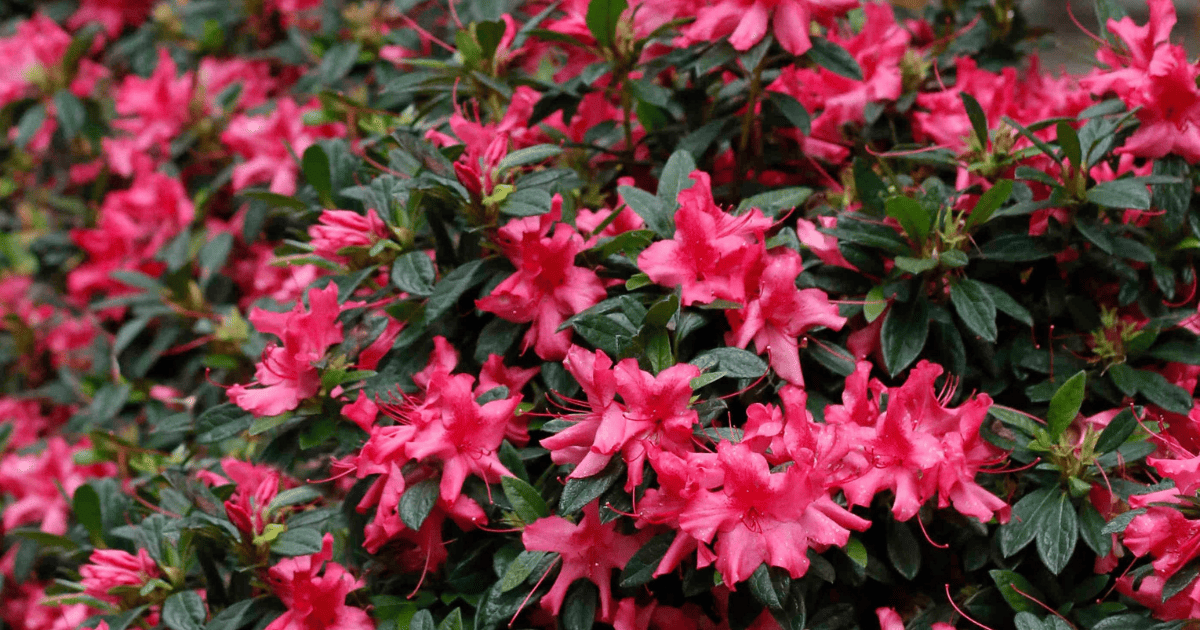Rhododendrons azaleas rhododendrons azaleas aza.