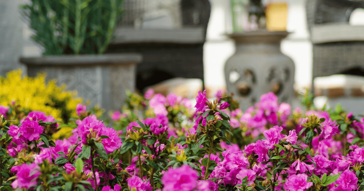 Purple Encore Azaleas in patio.