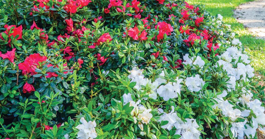 Encore Azalea Color Pairings