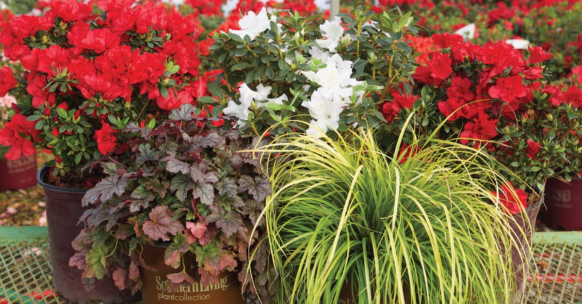 Red blooming Encore Azaleas with white azalea flowers and lime-green carex