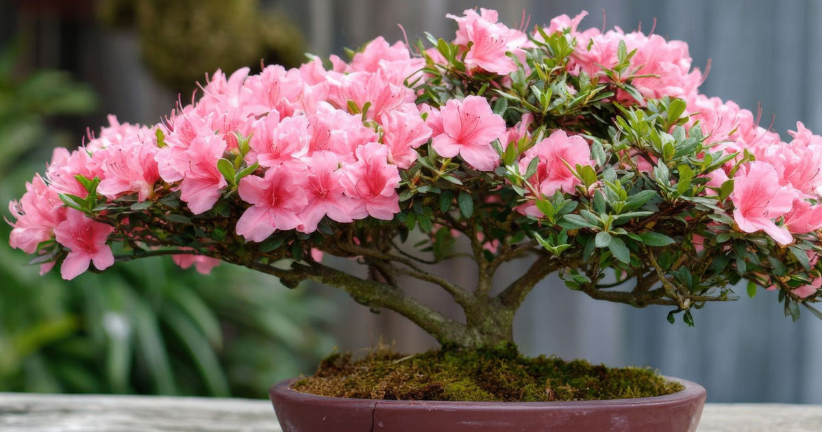 cherry blossom bonsai tree buy Artificial Cherry Blossom Bonsai Tree main image 1