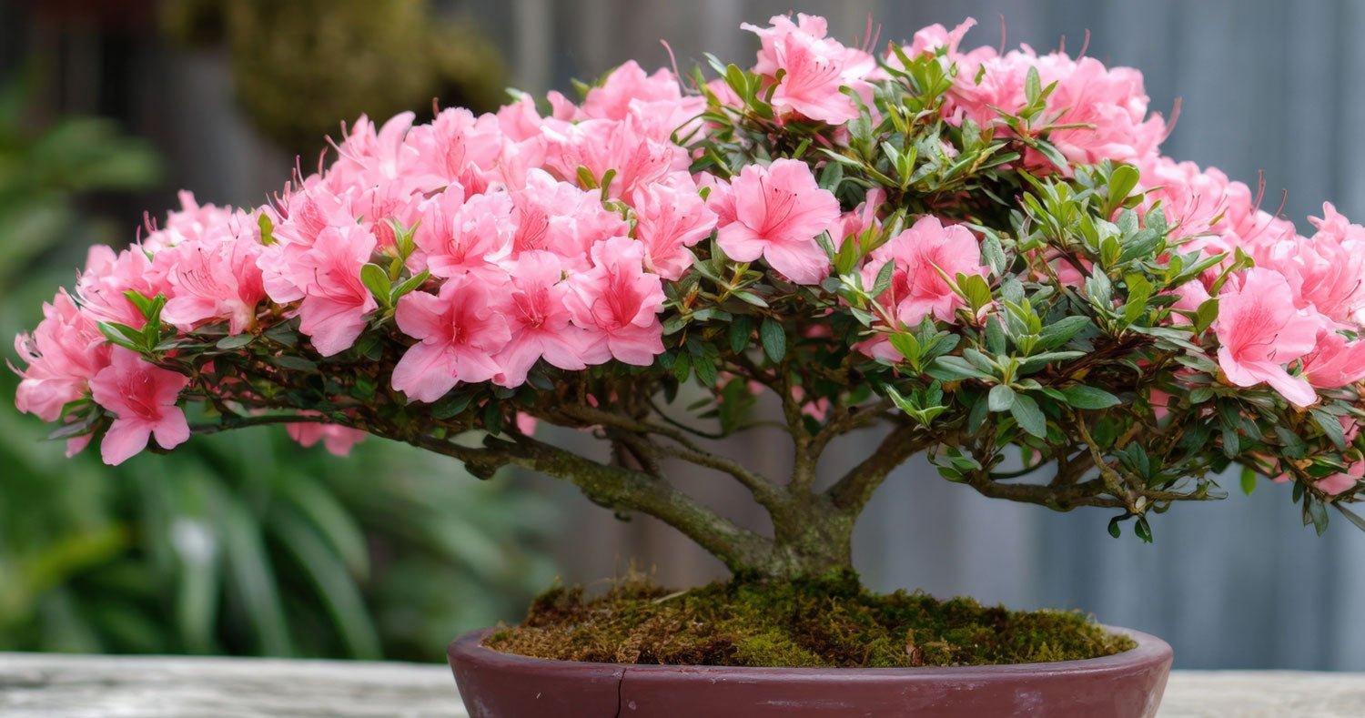 Creative Pruning: From Encore Azalea to Instant Bonsai